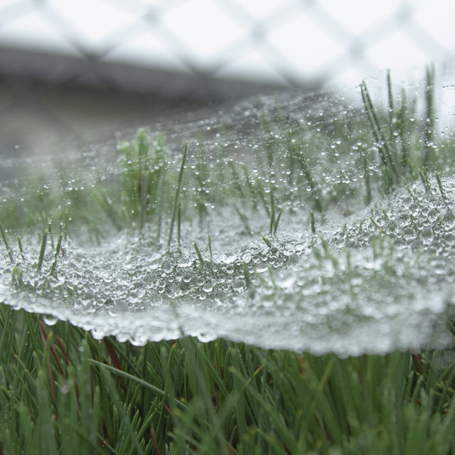 蜘蛛の巣に雨　7月